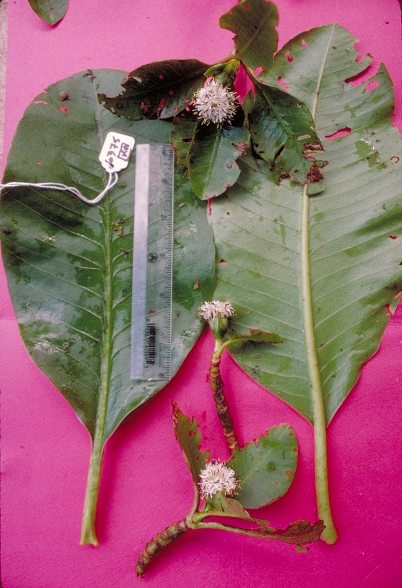 Oparanthus woodii