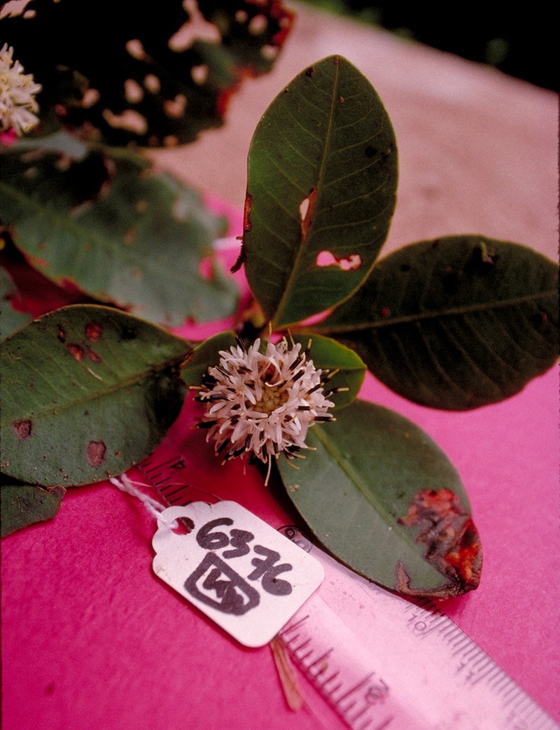Oparanthus woodii photo 2