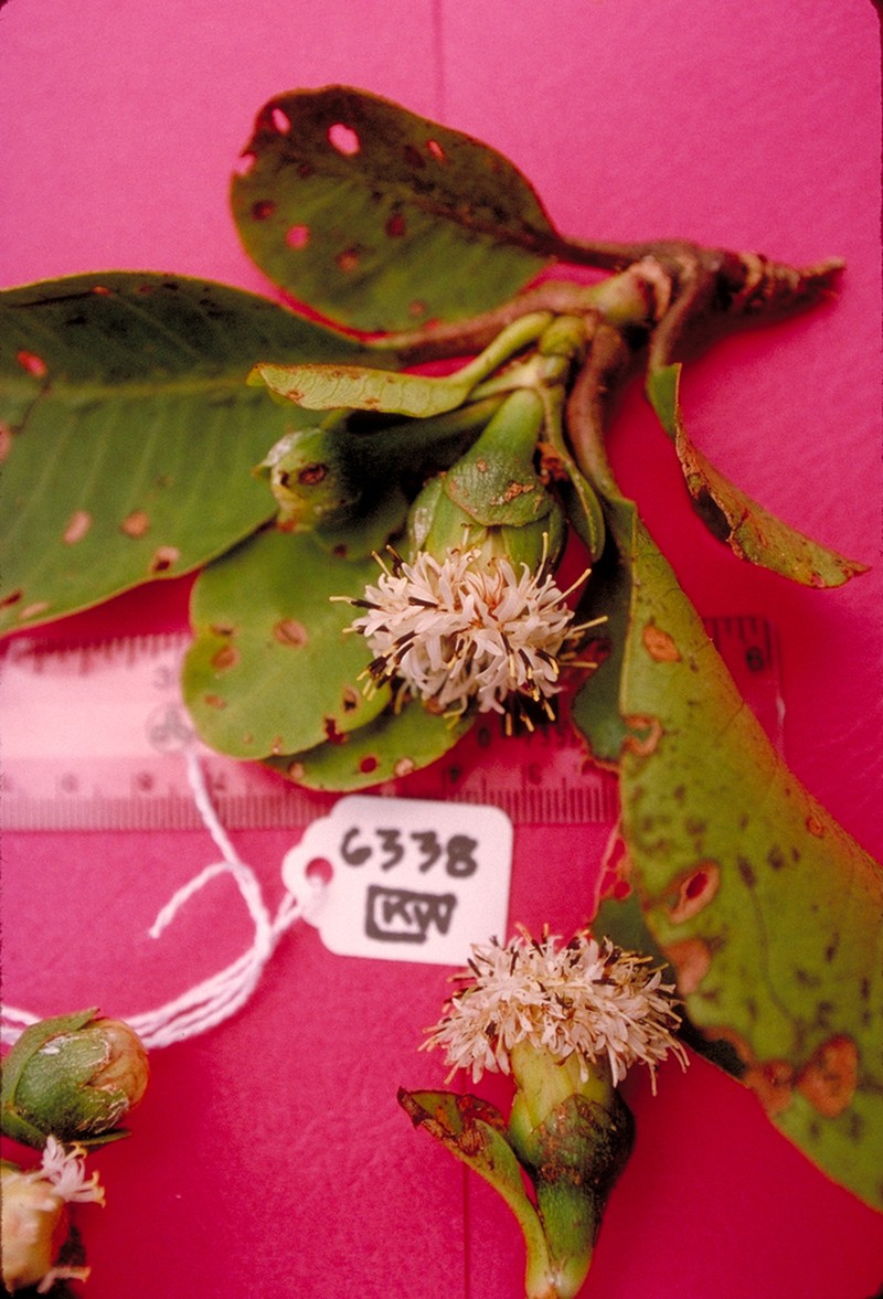 Oparanthus woodii photo 3