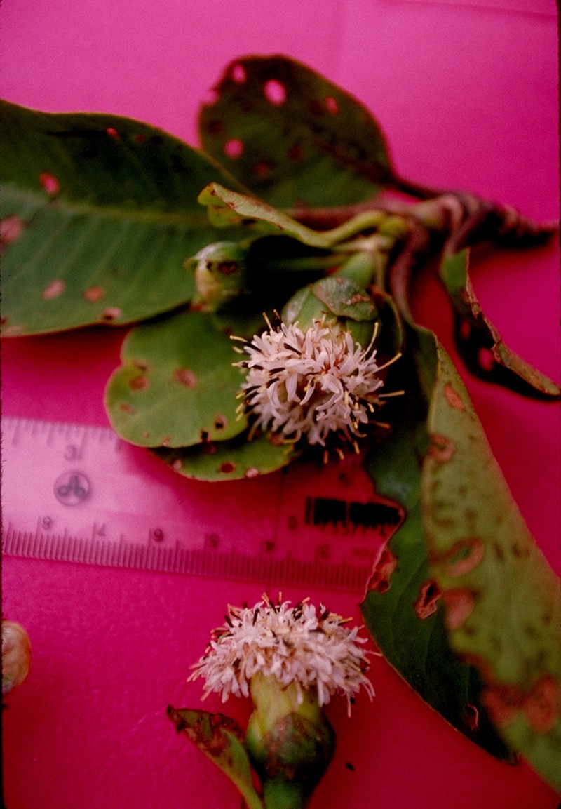 Oparanthus woodii photo 4