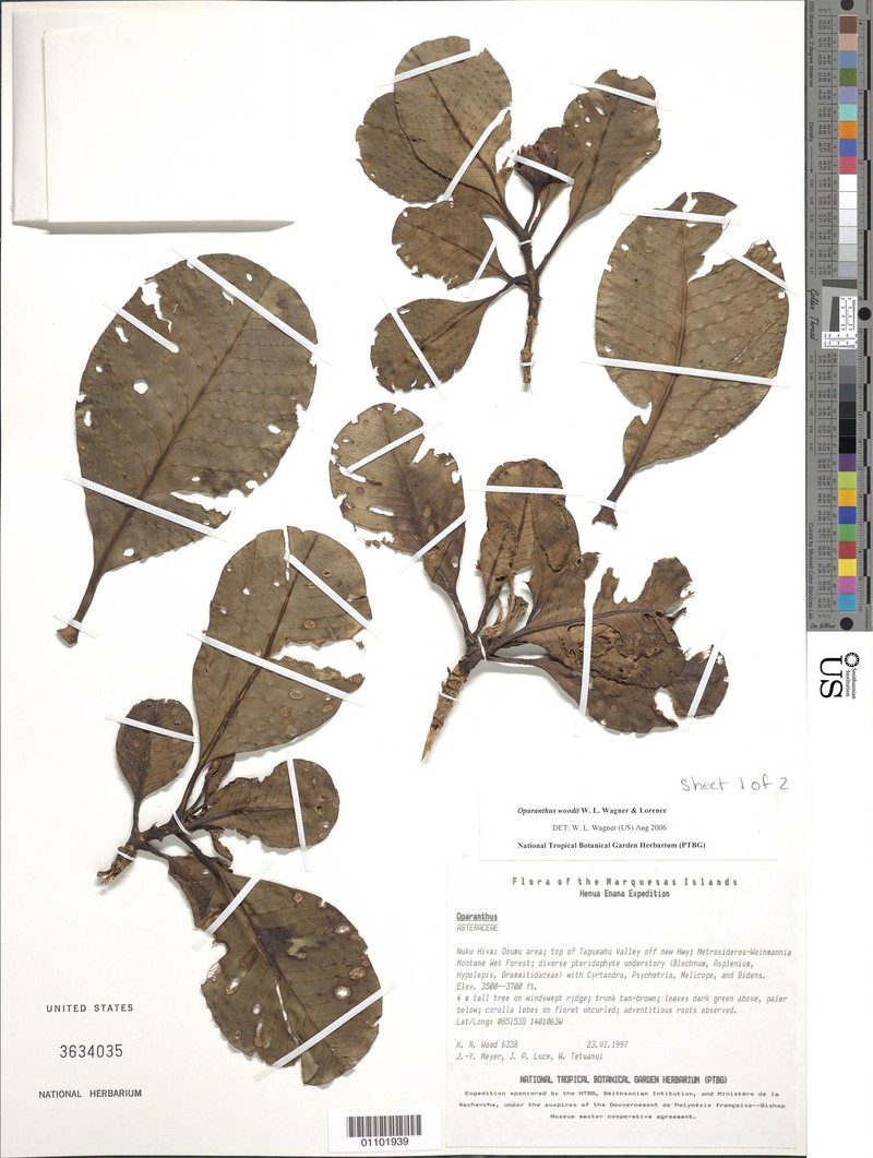 Oparanthus woodii photo 5