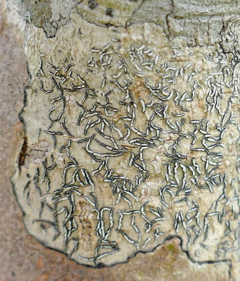 Scribble Lichen photo 2
