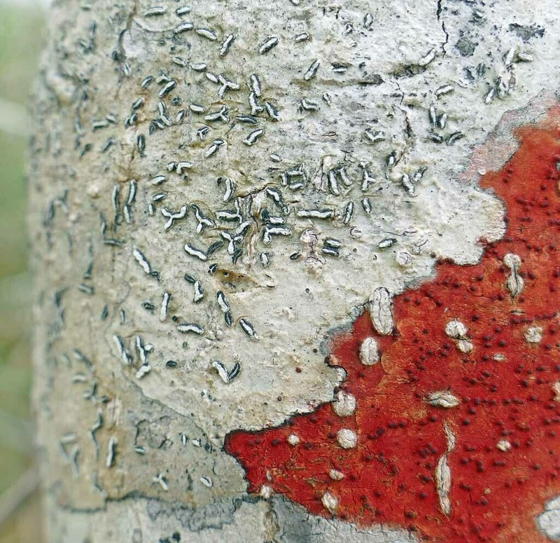 Scribble Lichen photo 3