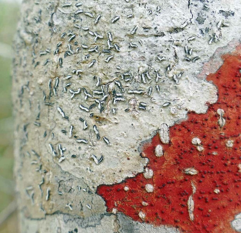 Scribble Lichen photo 6