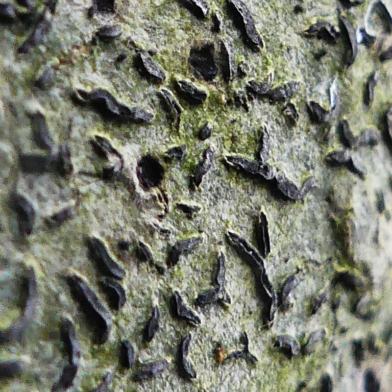 Scribble Lichen