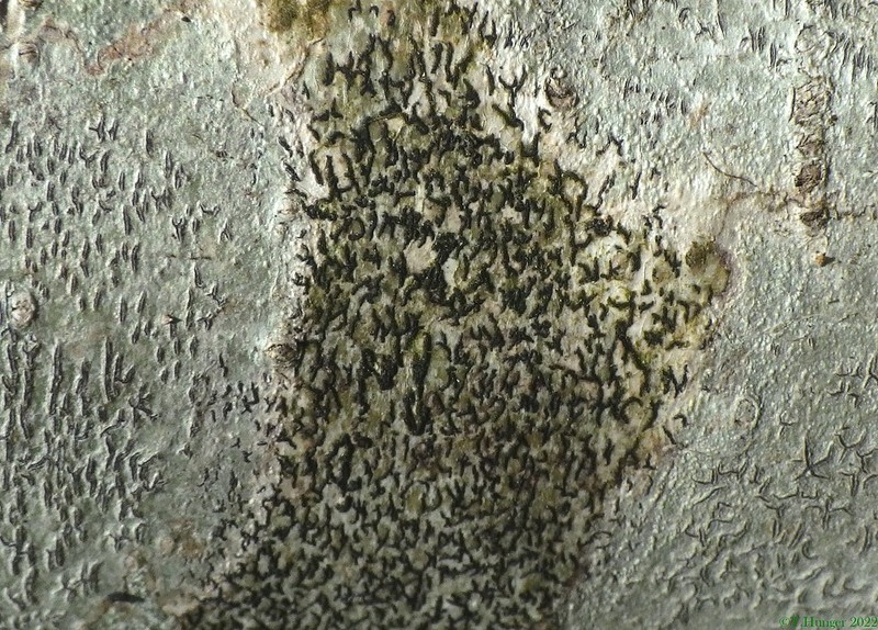 Scribble Lichen photo 2
