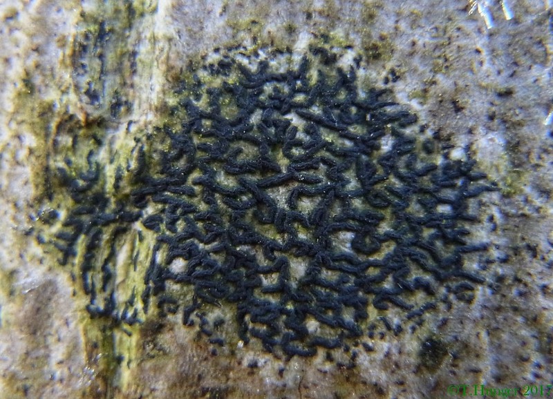 Scribble Lichen photo 4