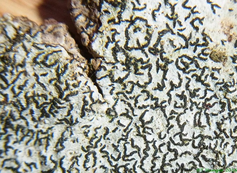 Scribble Lichen photo 6
