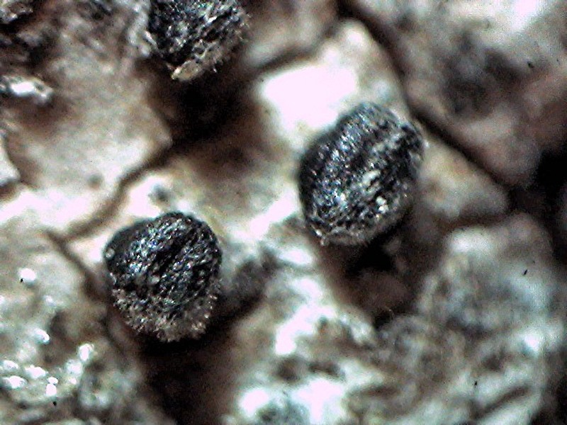 Scribble Lichen photo 7