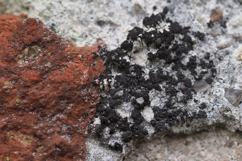 Calcareous Scribble Lichen