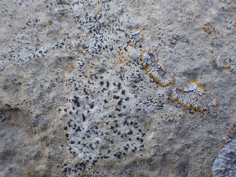Calcareous Scribble Lichen photo 2