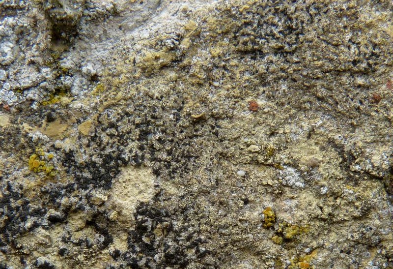 Calcareous Scribble Lichen photo 3