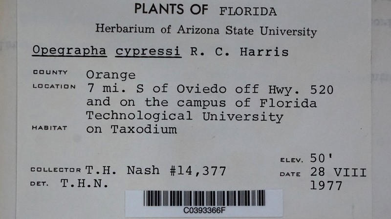 Opegrapha cypressi photo 2