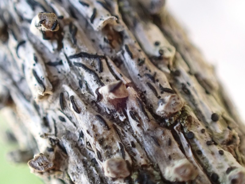 Scribble Lichen