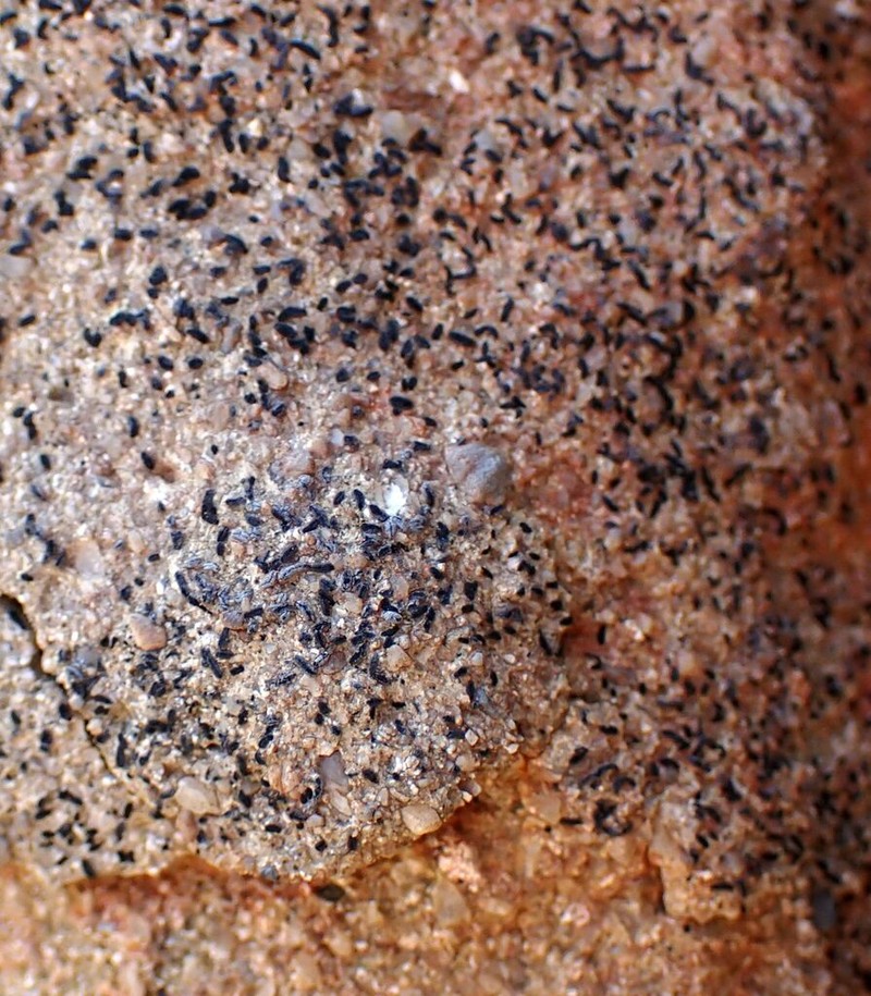 Scribble Lichen photo 2