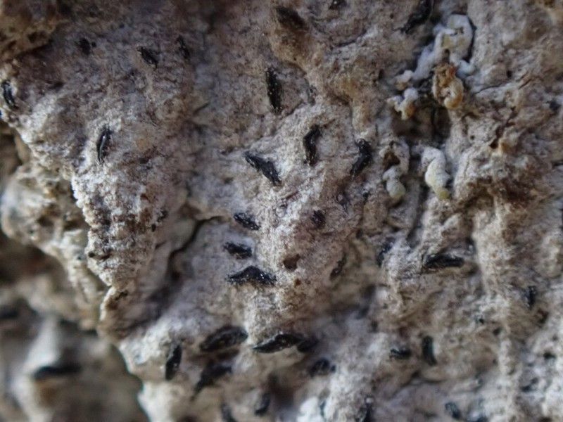 Scribble Lichen photo 3