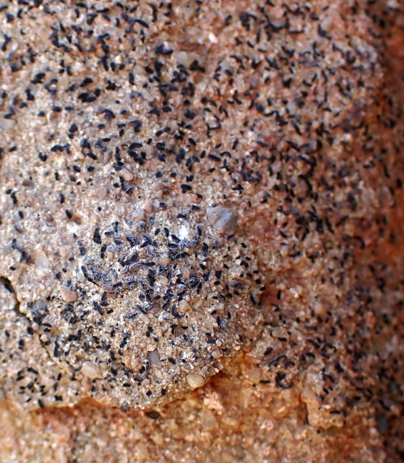 Scribble Lichen photo 4