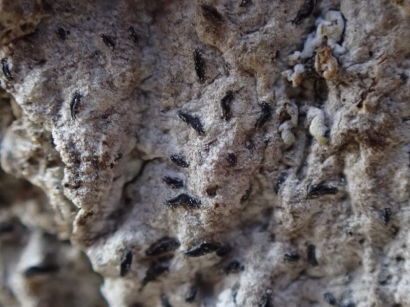 Scribble Lichen photo 6
