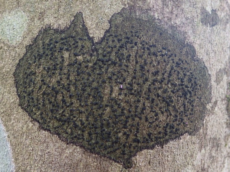 Scribble Lichen photo 7