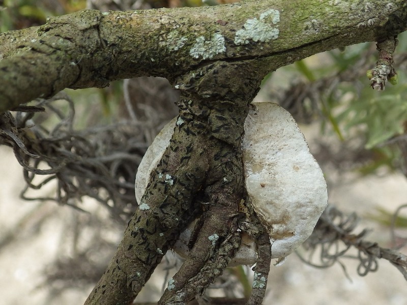 Scribble Lichen photo 8