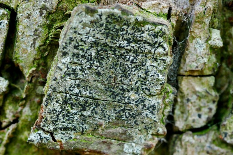 Scribble Lichen