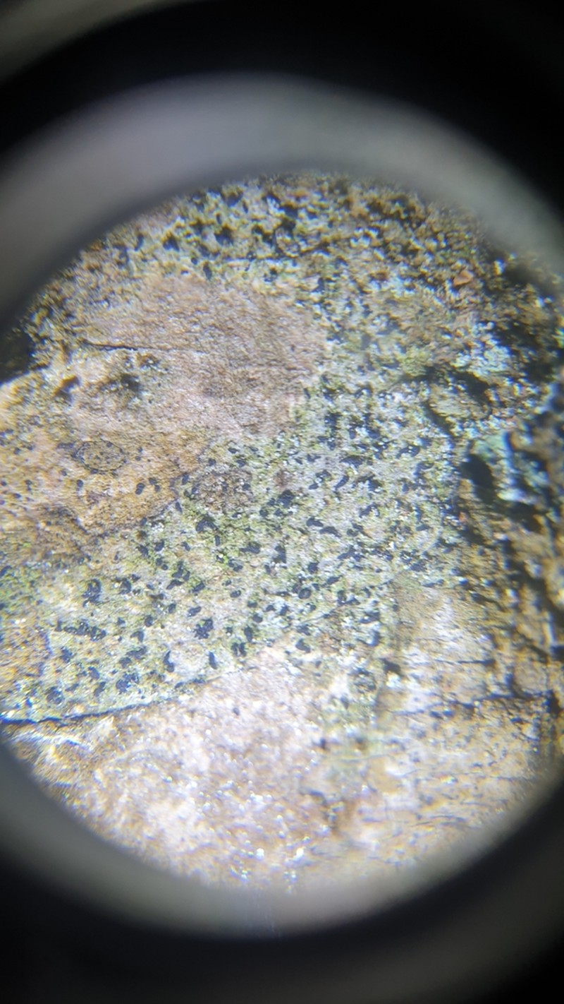 Scribble Lichen photo 2