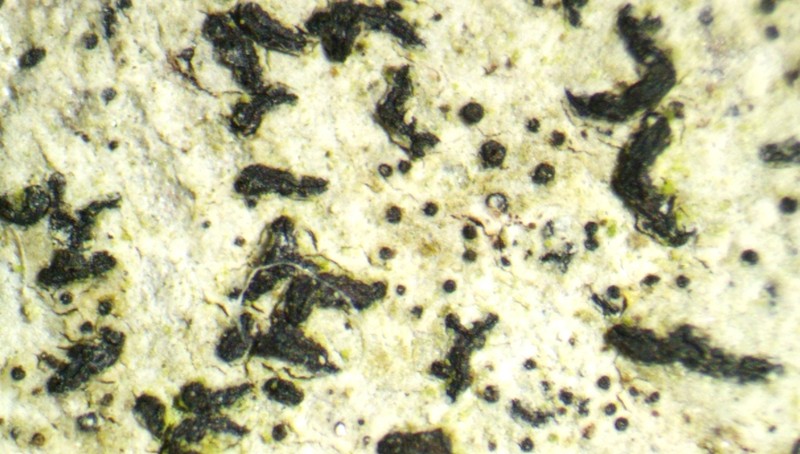 Scribble Lichen photo 3