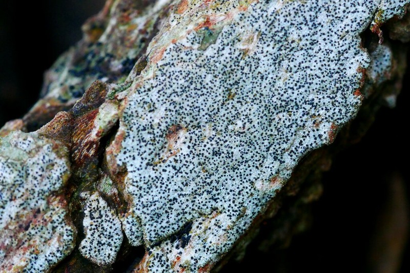Scribble Lichen photo 4