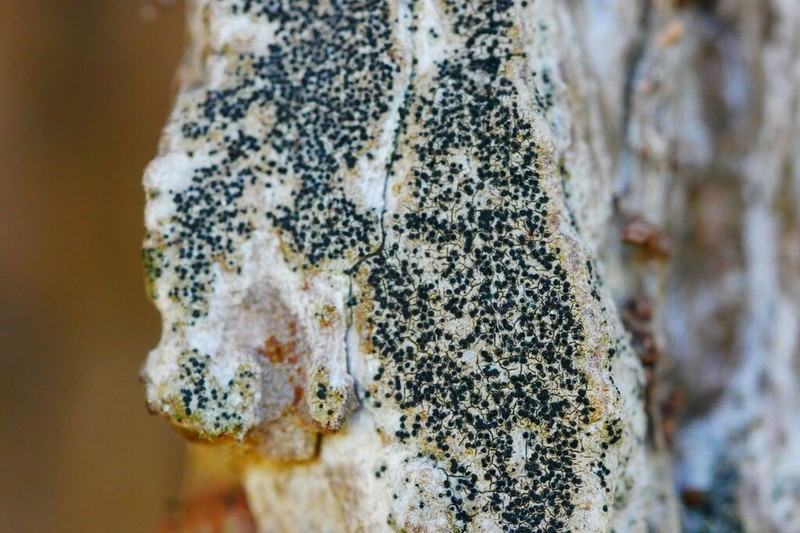 Scribble Lichen photo 5