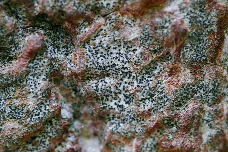 Scribble Lichen photo 6