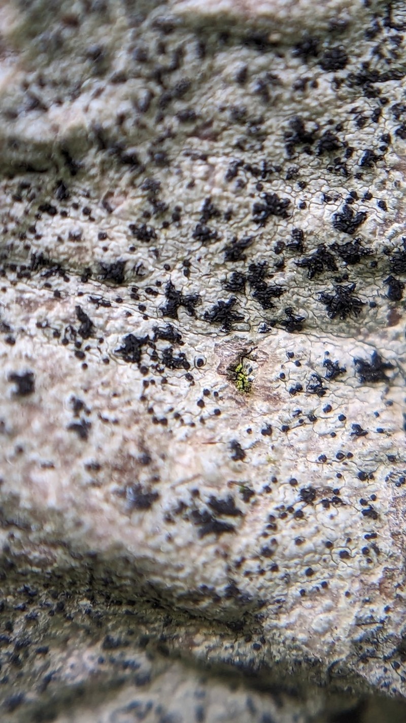 Scribble Lichen photo 7
