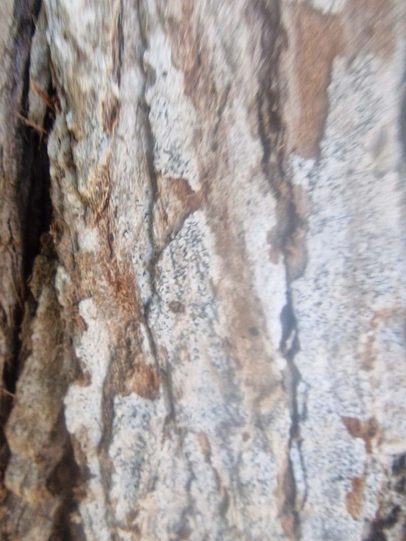 Scribble Lichen photo 8