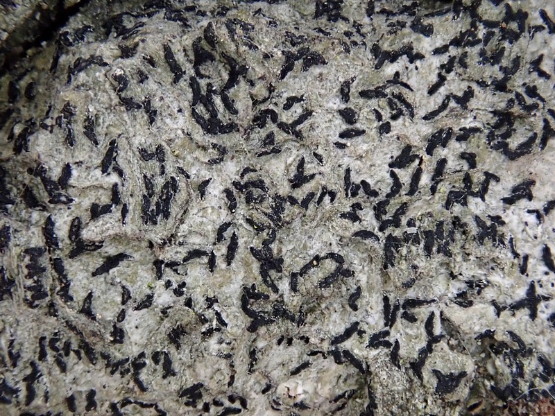 Scribble Lichen