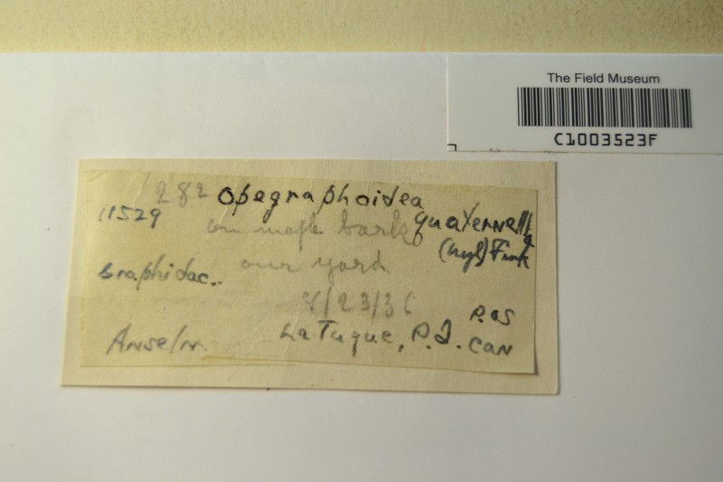 Opegrapha quaternella