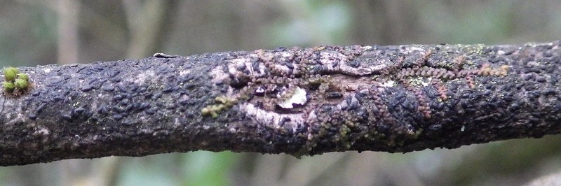Scribble Lichen