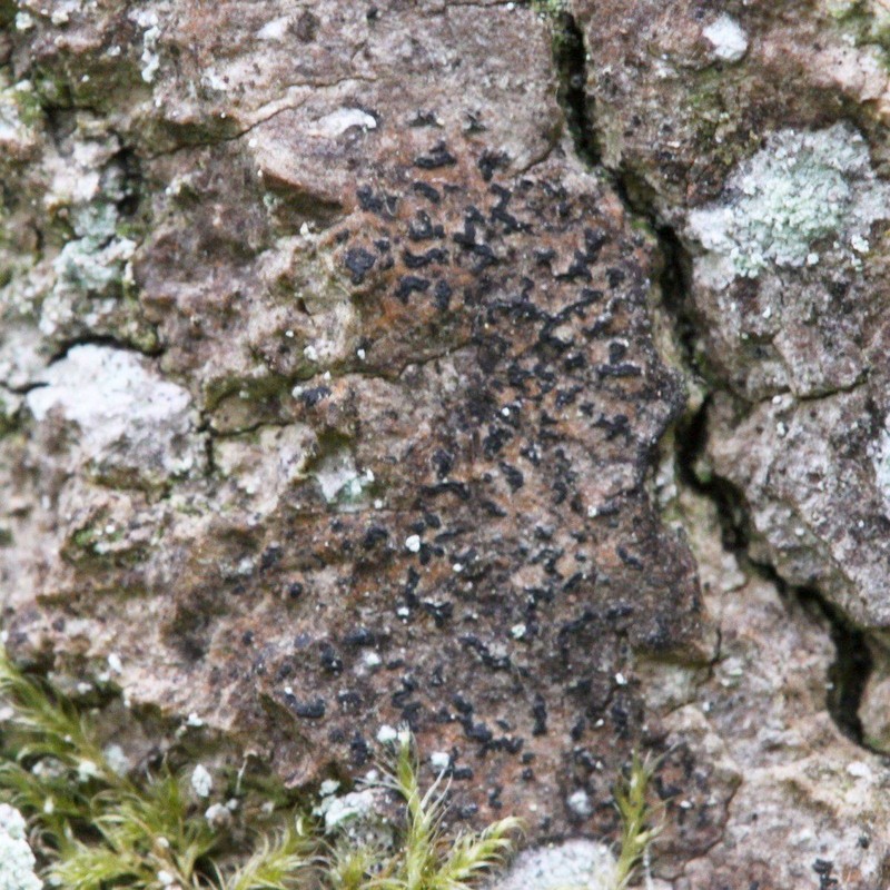 Scribble Lichen photo 2