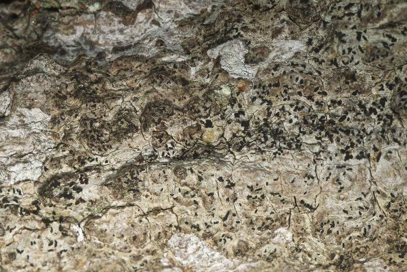Scribble Lichen photo 3