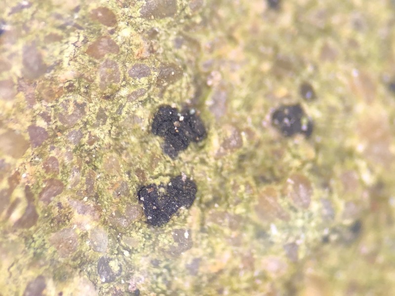 Scribble Lichen
