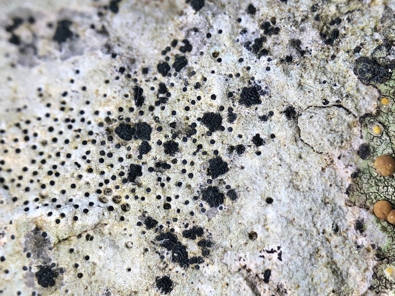 Scribble Lichen photo 2