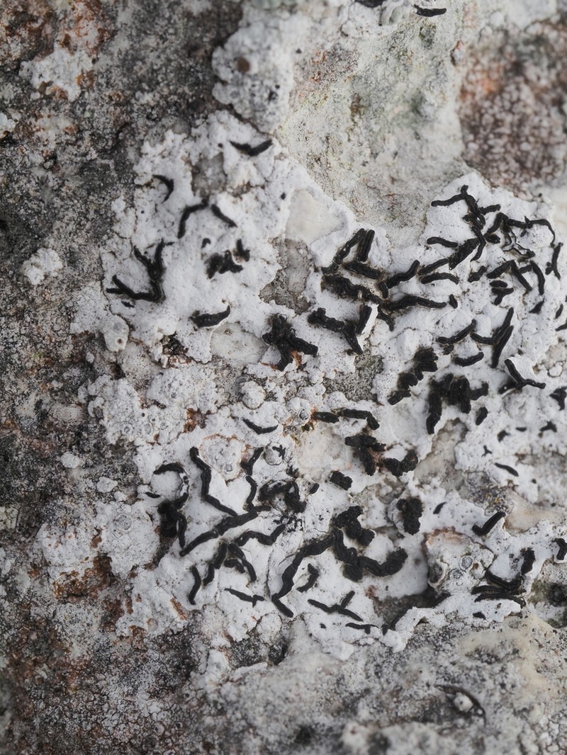 Scribble Lichen photo 3