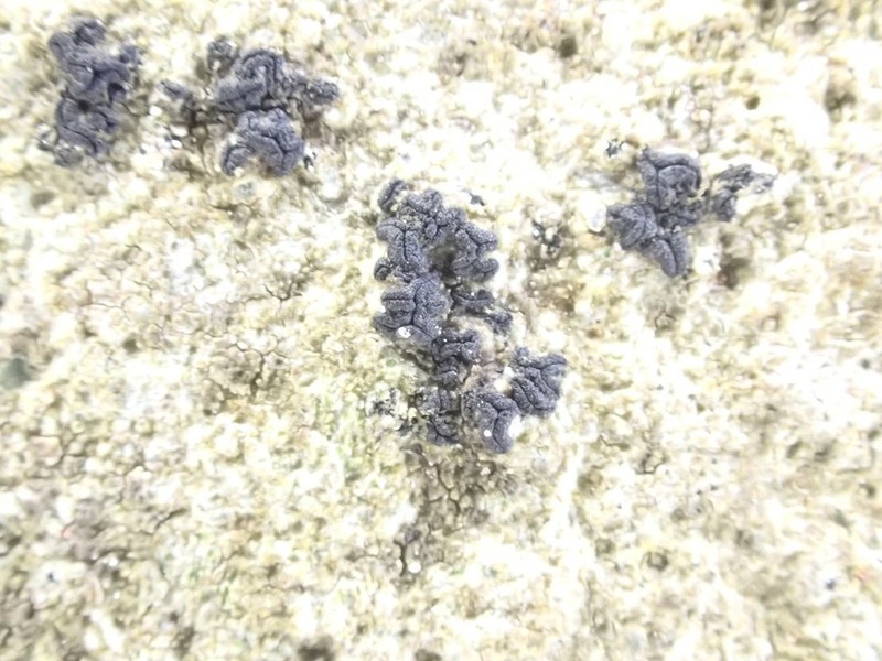 Scribble Lichen photo 4