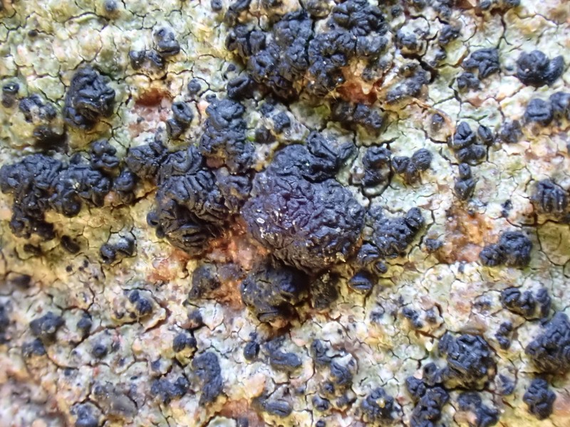 Scribble Lichen photo 5