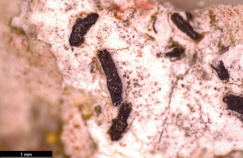 Scribble Lichen photo 6