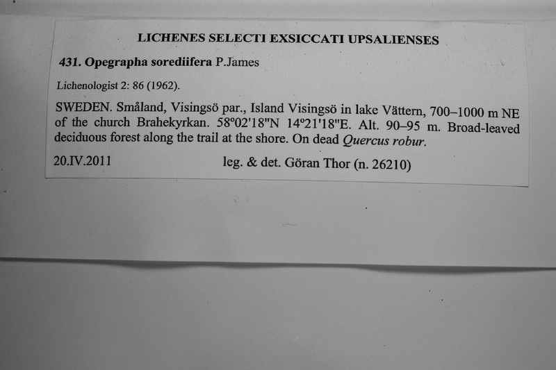 Opegrapha sorediifera photo 2