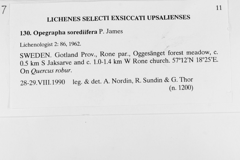 Opegrapha sorediifera photo 3