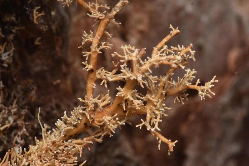 Opegrapha sphaerophoricola photo 2