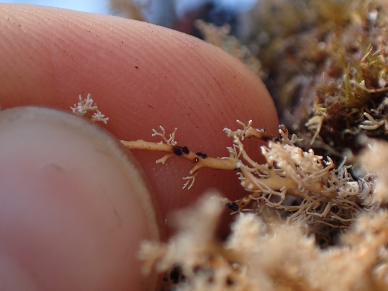 Opegrapha sphaerophoricola photo 3