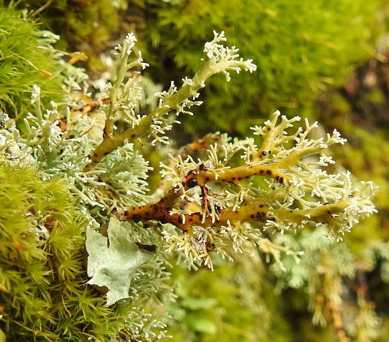 Opegrapha sphaerophoricola photo 4
