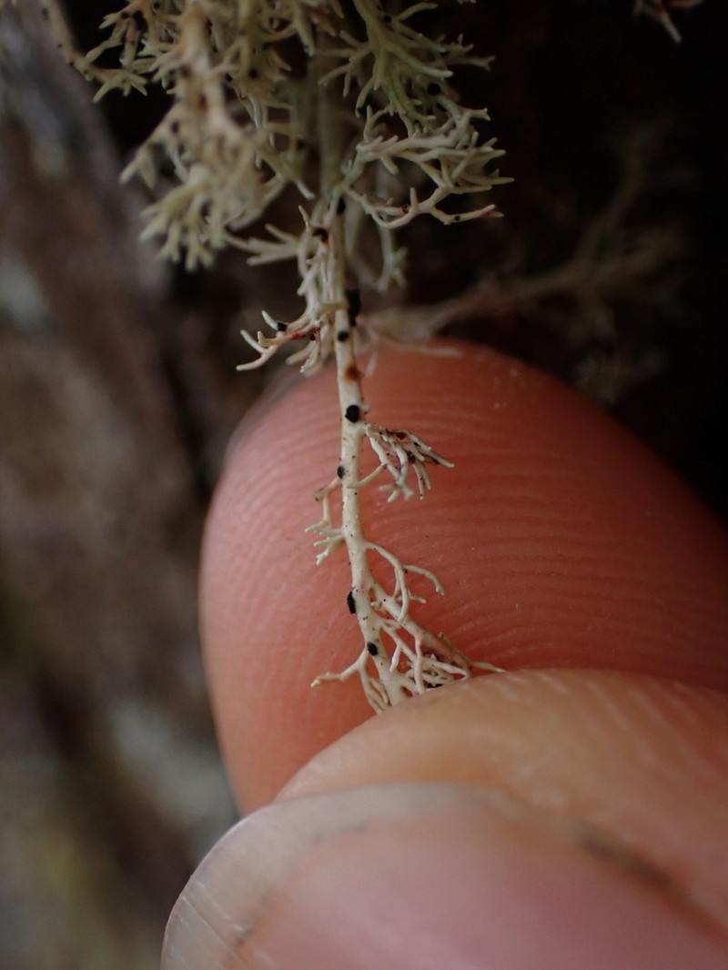 Opegrapha sphaerophoricola photo 5