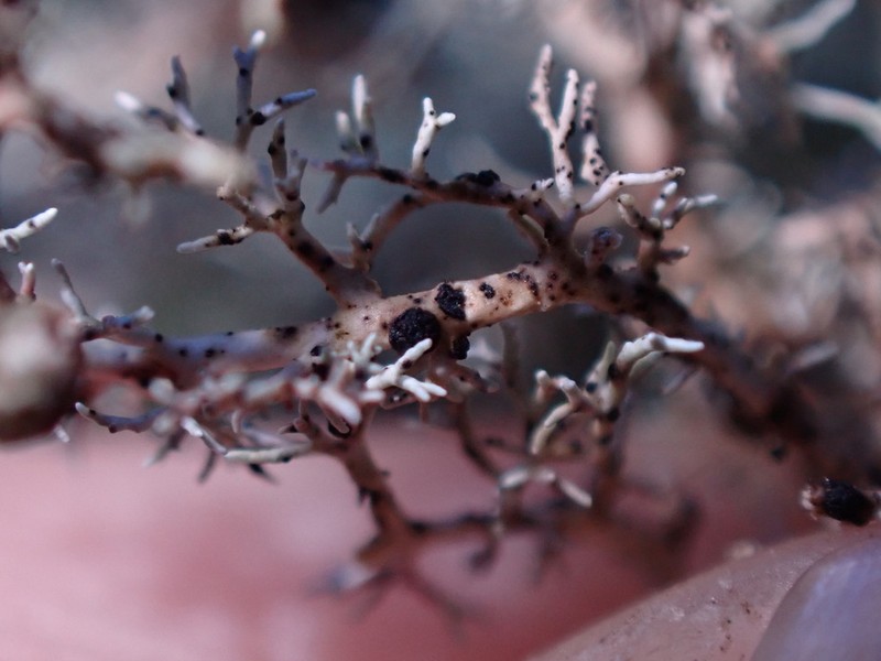 Opegrapha sphaerophoricola photo 6